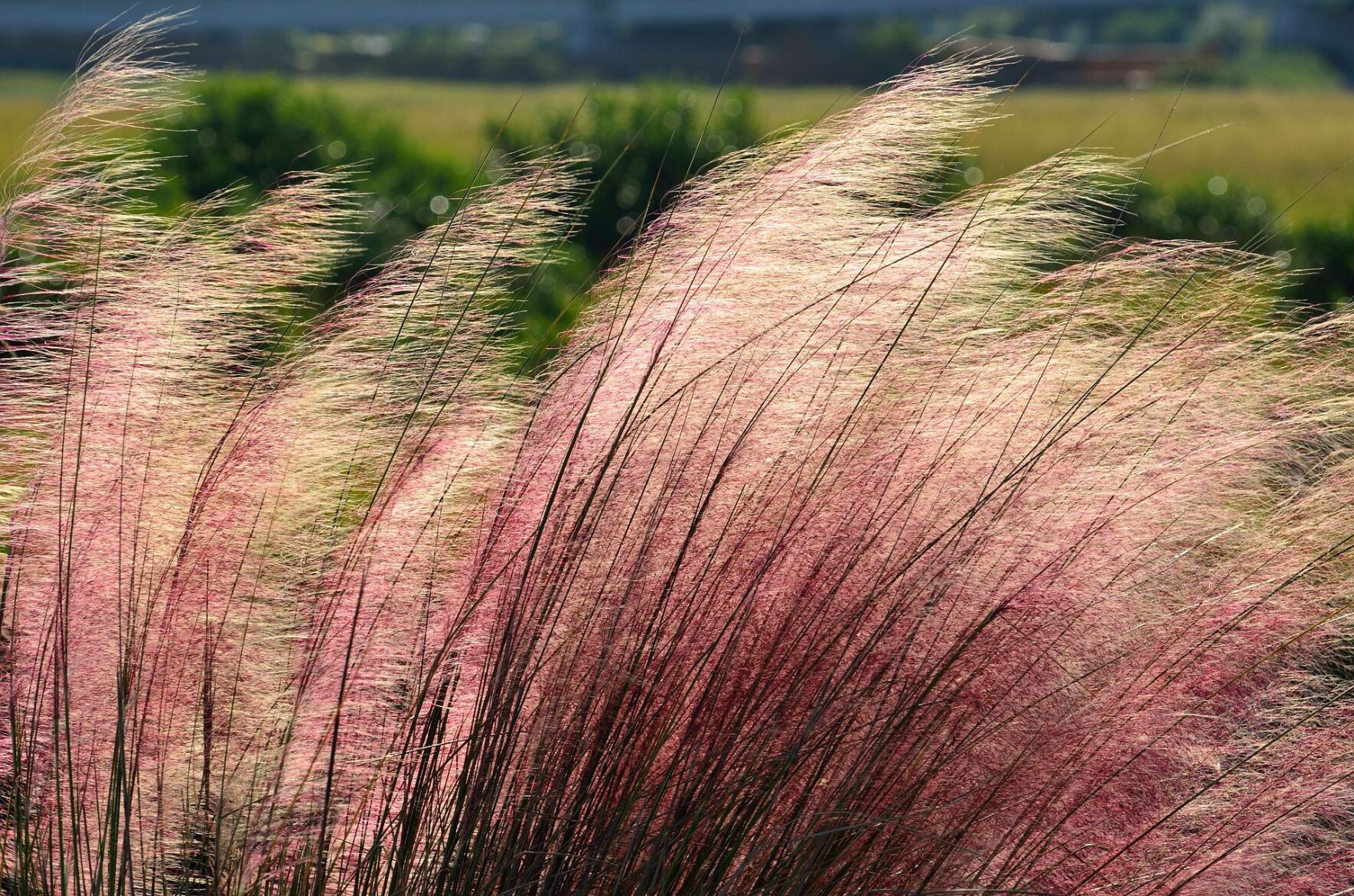 Muhly Grass